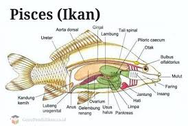 Oleh karena itu memiliki sistem peredaran darah tertutup karena memiliki kapiler (pembuluh) darah. Pengertian Pisces Ikan Ciri Sistem Dan Struktur Tubuh