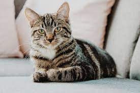 kahve falinda kedi gormek ne demek