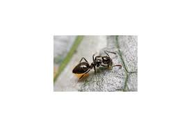 There's always some things one should consider. Poll How Often Should Pest Control Be Done