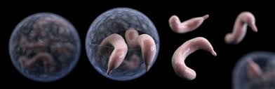 In most healthy people, a cryptosporidium infection produces a bout of watery diarrhea. Crypto Outbreaks Linked To Swimming Have Doubled Since 2014 Cdc Online Newsroom Cdc