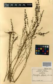 Image result for Micrargeria filiformis