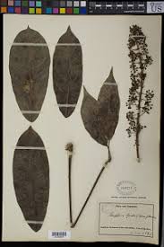 Image result for Astropanax myrianthus