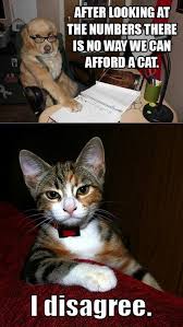 This is unarguably one of the funniest cat and dog meme videos you've probably watched. Kitten Funny Cat Memes Clean Novocom Top