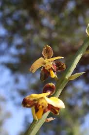 Image result for Eulophia fridericii