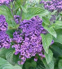 Image result for Heliotropium lineare