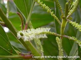 Image result for Acacia mangium
