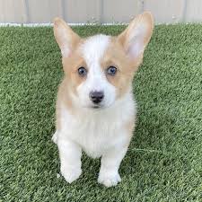 These puppies are available for adoption through organizations like save my pets mn and pet nite out mn. Pembroke Welsh Corgi Puppies Home Facebook
