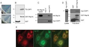 Silakan gunakan opsi di bawah ini sesuai dengan urutan Cyclase Associated Protein 1 Cap1 Is A Prenyl Binding Partner Of Rap1 Gtpase Journal Of Biological Chemistry