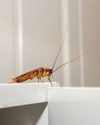 Terminix provides cockroach extermination from local pest control experts. Frequently Asked Questions About Cockroaches Batzner Pest Control