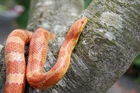 More images for how long to corn snakes live » Albino Corn Snakes For Beginners Care Sheet Advice Everything Reptiles