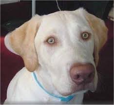 We did not find results for: Anyone Know About Dudley Labs New Labrador Puppy Pics Lab Dogs Dudley Labrador Cute Baby Animals