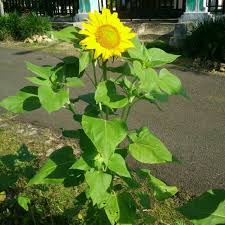 Oh, bunga matahari ketika kau mekar, menantang mentari kau simbol bunga sejati elok rupawan dan kekal di hati. Bunga Matahari Sang Pemikat Hati Halaman 1 Kompasiana Com