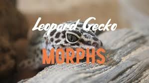 We did not find results for: Find Out What Your Leopard Gecko Morph Is Beginner Guide