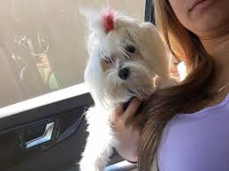 My pet loves it here, i can tell with the way he enjoye. Miami S Pet Grooming 78 Photos 73 Reviews Pet Groomers 15816 Sw 137th Ave Miami Fl United States Phone Number