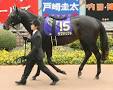 Image result for Racehorse called Rodadendum