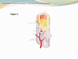 Cross section through middle metacarpal bones of vector. Diagrams For Bones An Overview Quiz Anatomy Physiology