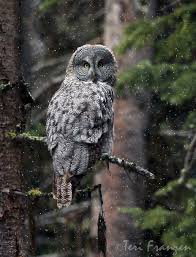 Meet The Largest Owl Species In North America Mnn Mother