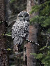 meet the largest owl species in north america mnn mother