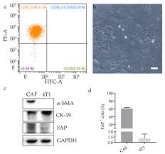 Pixel experience rom with android 10 is now available to download for redmi k20. Cells Free Full Text Selective Targeting Of Cancer Associated Fibroblasts By Engineered H Ferritin Nanocages Loaded With Navitoclax Html