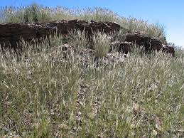 Image result for Enneapogon cenchroides