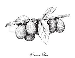 Here is how to draw plum from bravest warriors, step by step. Java Plum Drawing