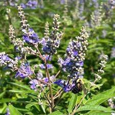Image result for Vitex mombassae