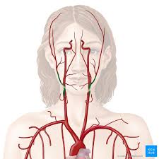 Origin the right common carotid artery originates behind the sternoclavicular. External Carotid Artery Branches And Mnemonics Kenhub