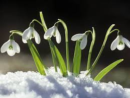 Snowdrops It S Spring Time Spring Flowers Snowdrop Plant Flowers