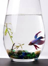 Rotating desktop aquarium betta fish tank bowl office decoration ornament. The Best Way To Clean A Betta Fish Bowl Buddythebetta