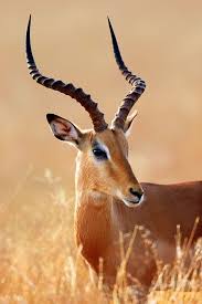 Impala Male Portrait Africa Animals Animal Photography Wildlife Impala Animal
