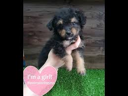 Maybe you would like to learn more about one of these? 45 Border Collie X Poodle For Sale L2sanpiero