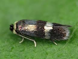 Image result for Stigmella prunetorum