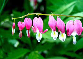Bleeding Hearts A Japanese Legend The Outspoken Yam Japanese Legends Bleeding Hearts Bleeding Heart