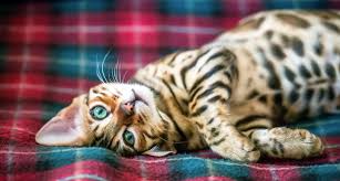 Some bengal breeders are adamant that bengal cats don't shed at all, while others will reluctantly admit that bengals do shed, although minimally. Bengal Cat Breed Facts Temperament Care Info