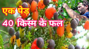 Tree that grows different fruits. Tree Of 40 Fruits This Crazy Tree Grows 40 Kinds Of Fruits Sam Van Aken Youtube