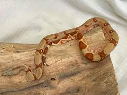 Hypo Harlequin Bci Boa Constrictor This Is My Male Called Harley Pet Snake Boa Constrictor Pets