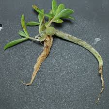 Image result for Secamone delagoensis