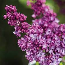 14 95 Or 3 41 85 Virtual Violet Lilac Flower Seeds Annual Plants Foundation Planting