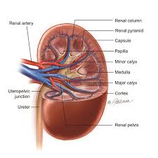 They are located just below the rib cage, one on each side of your spine. Kidney Renal Trauma Symptoms Diagnosis Treatment Urology Care Foundation