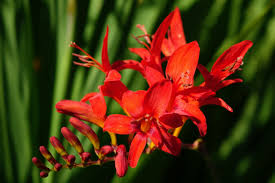 Image result for Crepidorhopalon