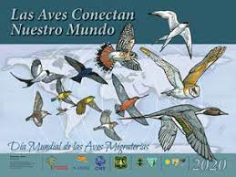 El 9 de mayo se conmemora a nivel mundial el día internacional de las aves migratorias, una fecha para recordar la importancia de estas especies para los ecosistemas y el sostenimiento de la biodiversidad del mundo. Dia Mundial De Las Aves Migratorias