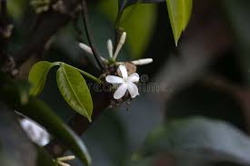 Image result for Pleiocarpa