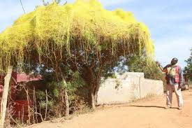 Image result for Cuscuta kilimanjari