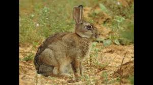 La maladie de lyme ou borréliose de lyme est une maladie infectieuse transmise par l'intermédiaire d'une piqûre de tique infectée. Lapin De Garenne La Maladie Fait Des Ravages Youtube