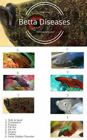 Pin By Tai Guffey On Franklin Betta Aquarium Betta Fish Care Betta