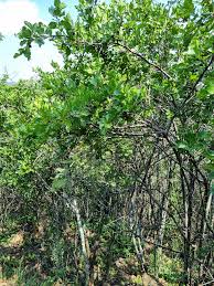 Image result for Afrocanthium mundianum