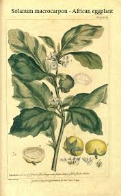 Image result for Solanum macrocarpon