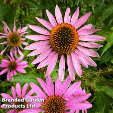 Image result for Echinacea Lustre hybrids