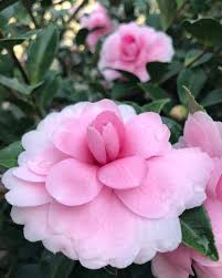 Chansonette S Blush Camellia Monrovia Shade Blooms Fall Thru Winter 2 3 Ft Tall 8 Ft Wide Ground Cover Monrovia Plants Plants Camellia Flower