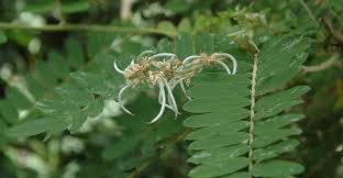 Image result for Sophora velutina